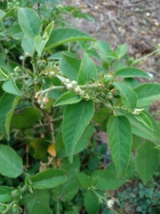 Croton ciliatoglandulifer