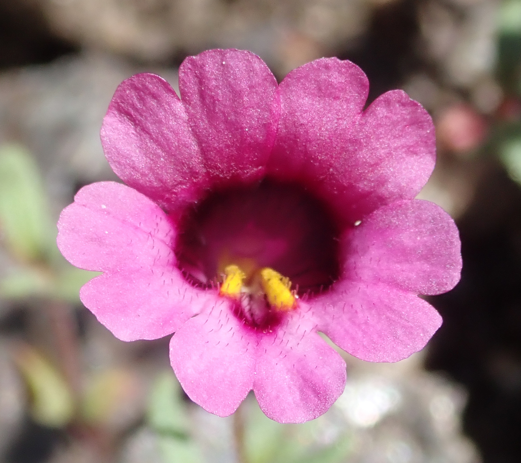 Palmer's monkeyflower