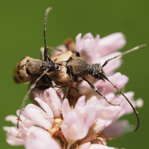 speckled longhorn beetle