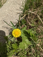 Tussilago farfara