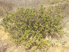 Rhus standleyi