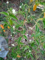 Croton ciliatoglandulifer