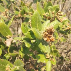 Rhus standleyi