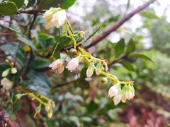 Vaccinium meridionale