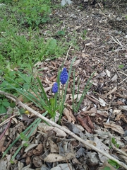 Muscari