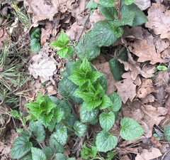 Lamium galeobdolon