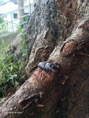 Serrognathus kyanrauensis