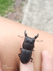 Serrognathus kyanrauensis