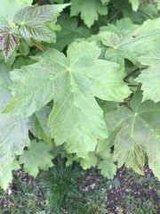Acer pseudoplatanus