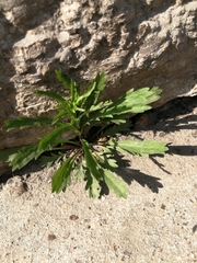 Lepidium apetalum