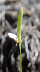 Meconella denticulata