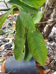 Citrus medica