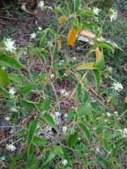 Croton ciliatoglandulifer