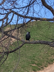 Corvus monedula