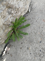 Lepidium apetalum