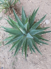Agave desmettiana