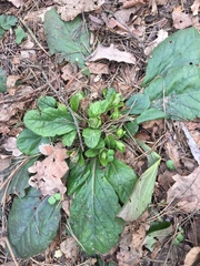 Ajuga reptans