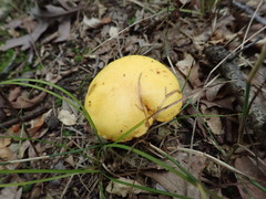 Suillus subaureus