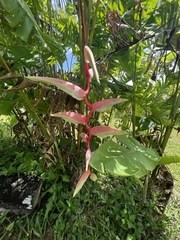 Heliconia chartacea