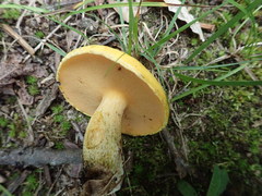 Suillus subaureus