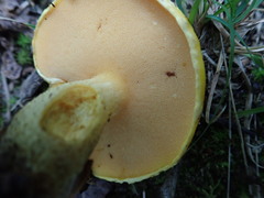 Suillus subaureus