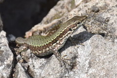 Podarcis muralis