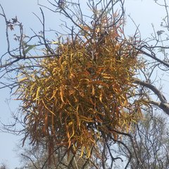 Phoradendron carneum