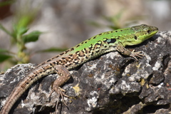 Podarcis siculus