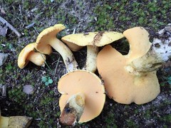 Suillus subaureus