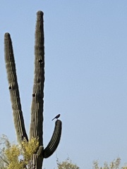 Toxostoma curvirostre