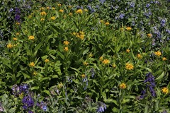 Senecio serratuloides