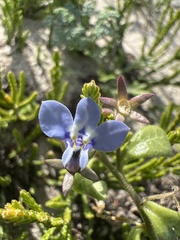 Lobelia boivinii