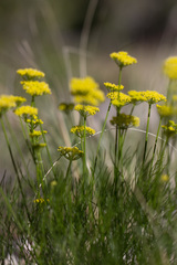 Cymopterus filifolius