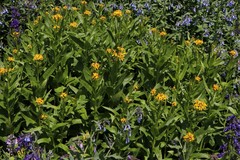 Senecio serratuloides