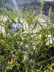 Lobelia boivinii