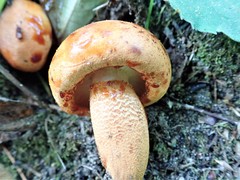 Tricholoma aurantium