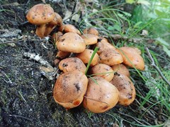 Tricholoma aurantium