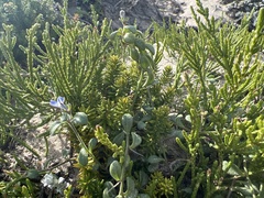 Lobelia boivinii