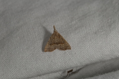 Trigonistis asthenopa