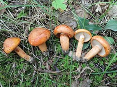 Tricholoma aurantium
