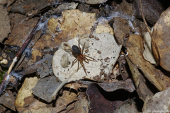 Mesiotelus