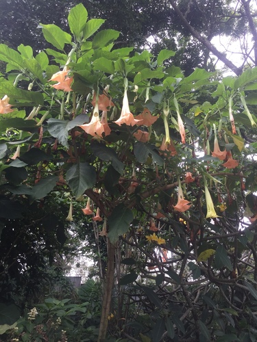 magnificent angel's trumpet
