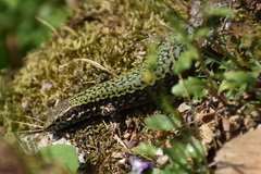 Podarcis muralis