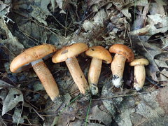 Tricholoma aurantium