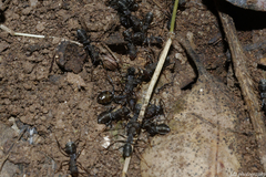 Iberoformica subrufa