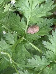 Eurygaster testudinaria