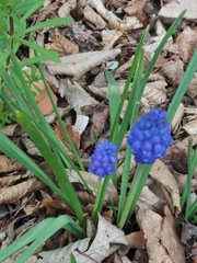 Muscari