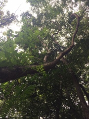 Radermachera sinica