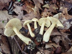 Tricholoma odorum