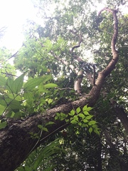 Radermachera sinica